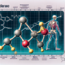 Mibolerone y cambios en la densidad ósea